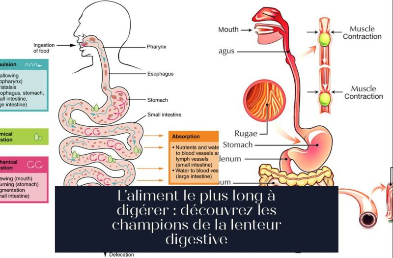 L'aliment le plus long à digérer : découvrez les champions de la lenteur digestive
