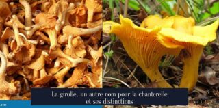 La girolle, un autre nom pour la chanterelle et ses distinctions