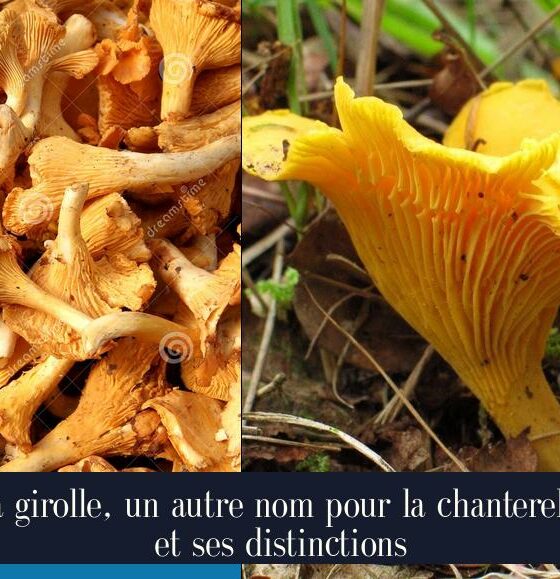 La girolle, un autre nom pour la chanterelle et ses distinctions