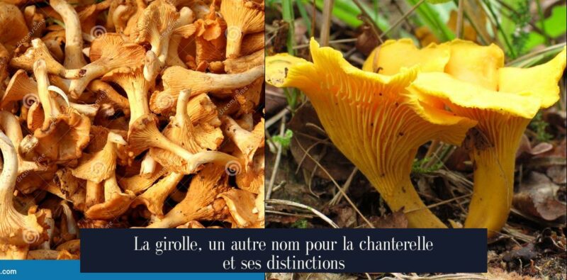 La girolle, un autre nom pour la chanterelle et ses distinctions
