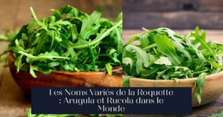 Les Noms Variés de la Roquette : Arugula et Rucola dans le Monde