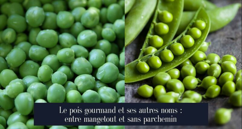 Le pois gourmand et ses autres noms : entre mangetout et sans parchemin
