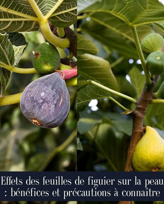 Effets des feuilles de figuier sur la peau : bénéfices et précautions à connaître