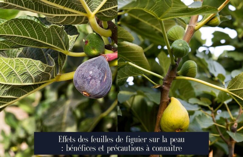 Effets des feuilles de figuier sur la peau : bénéfices et précautions à connaître