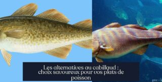 Les alternatives au cabillaud : choix savoureux pour vos plats de poisson