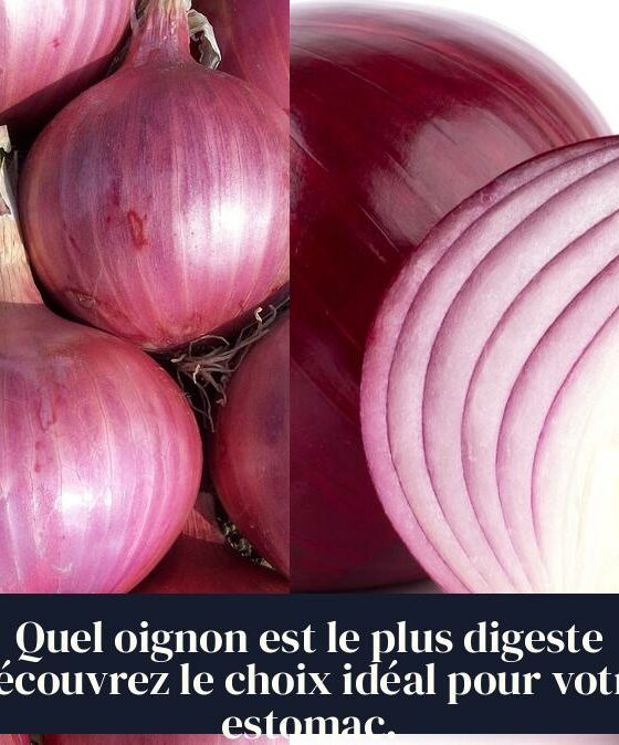 Quel oignon est le plus digeste Découvrez le choix idéal pour votre estomac.