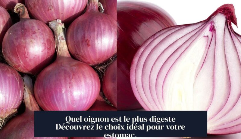 Quel oignon est le plus digeste Découvrez le choix idéal pour votre estomac.