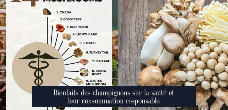 Bienfaits des champignons sur la santé et leur consommation responsable