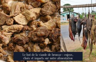 Le but de la viande de brousse : enjeux, choix et impacts sur notre alimentation
