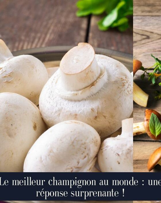 Le meilleur champignon au monde : une réponse surprenante !