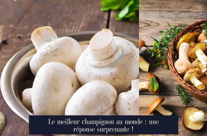 Le meilleur champignon au monde : une réponse surprenante !