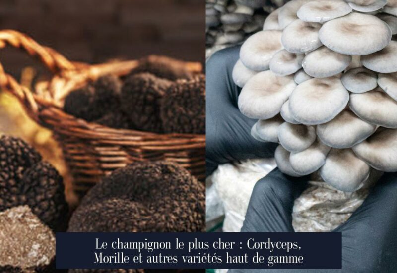 Le champignon le plus cher : Cordyceps, Morille et autres variétés haut de gamme