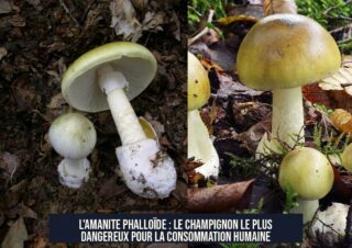 L'Amanite phalloïde : le champignon le plus dangereux pour la consommation humaine