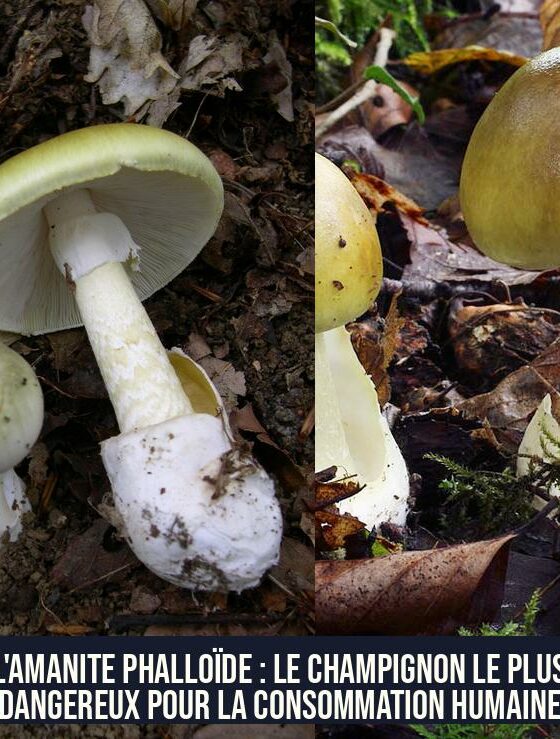 L'Amanite phalloïde : le champignon le plus dangereux pour la consommation humaine