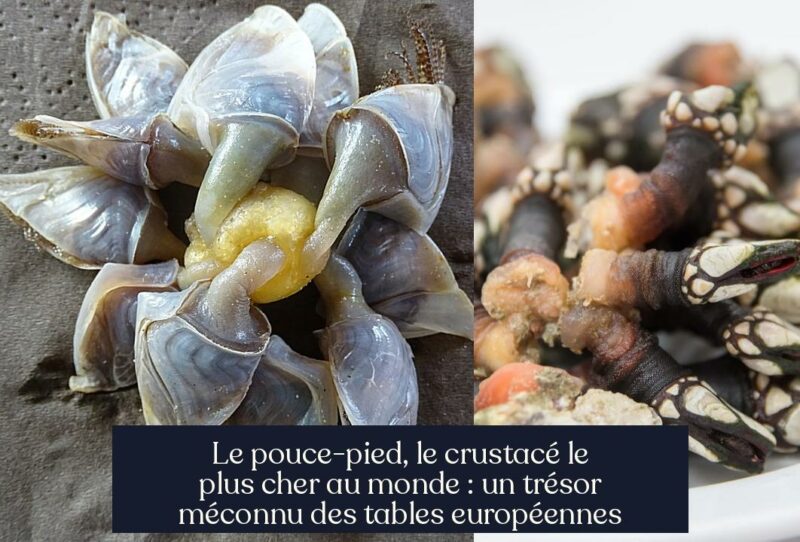 Le pouce-pied, le crustacé le plus cher au monde : un trésor méconnu des tables européennes
