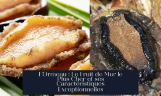 L'Ormeau : Le Fruit de Mer le Plus Cher et ses Caractéristiques Exceptionnelles