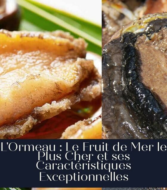 L'Ormeau : Le Fruit de Mer le Plus Cher et ses Caractéristiques Exceptionnelles