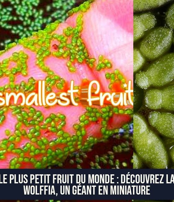 Le Plus Petit Fruit du Monde : Découvrez la Wolffia, un Géant en Miniature