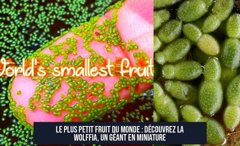 Le Plus Petit Fruit du Monde : Découvrez la Wolffia, un Géant en Miniature