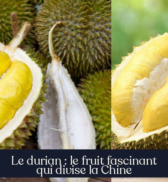 Le durian : le fruit fascinant qui divise la Chine