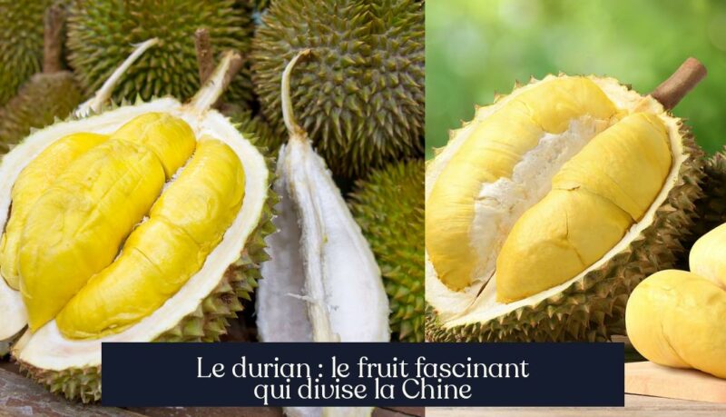 Le durian : le fruit fascinant qui divise la Chine