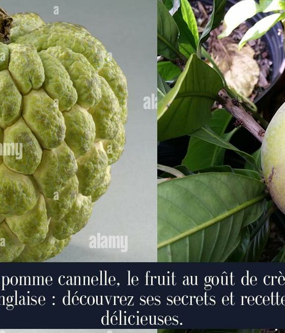 La pomme cannelle, le fruit au goût de crème anglaise : découvrez ses secrets et recettes délicieuses.