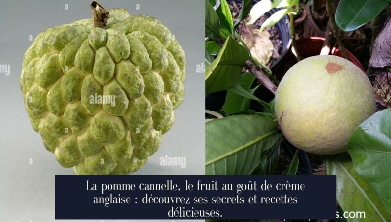 La pomme cannelle, le fruit au goût de crème anglaise : découvrez ses secrets et recettes délicieuses.
