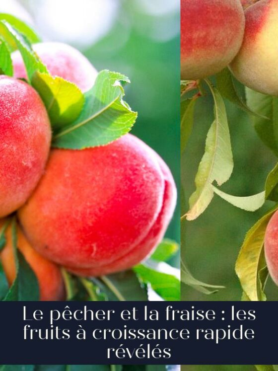 Le pêcher et la fraise : les fruits à croissance rapide révélés