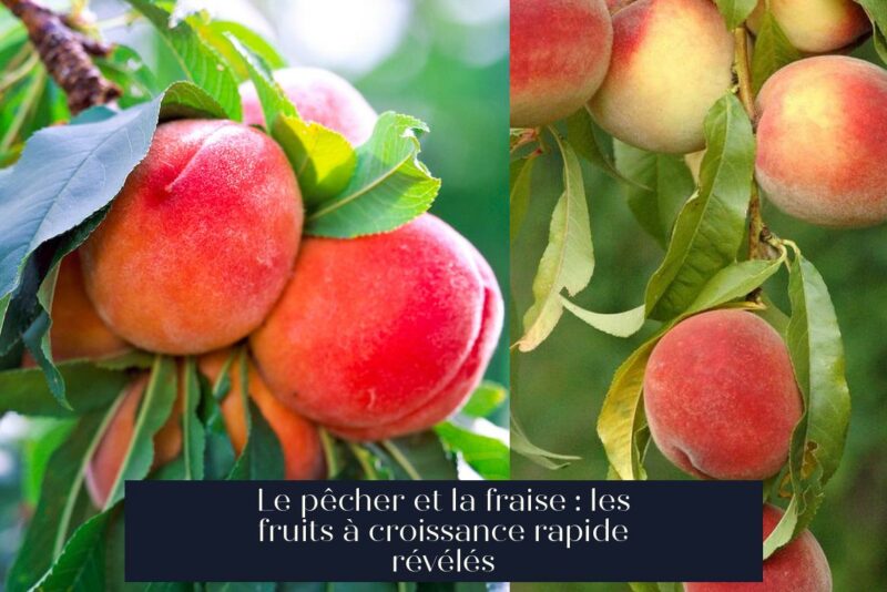 Le pêcher et la fraise : les fruits à croissance rapide révélés