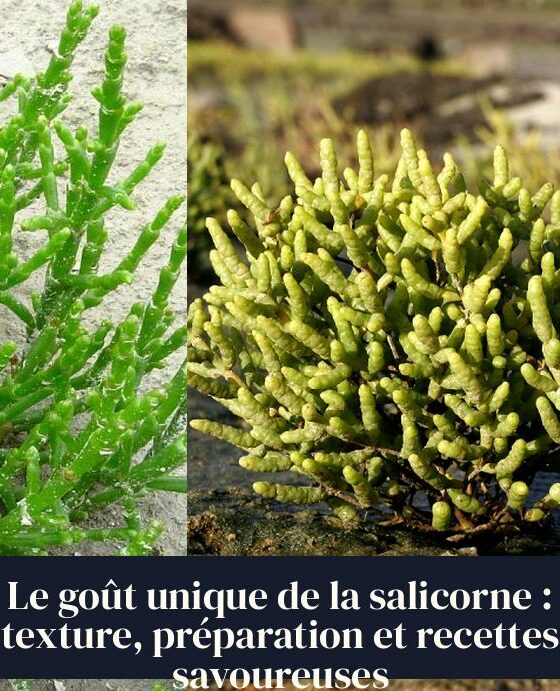 Le goût unique de la salicorne : texture, préparation et recettes savoureuses