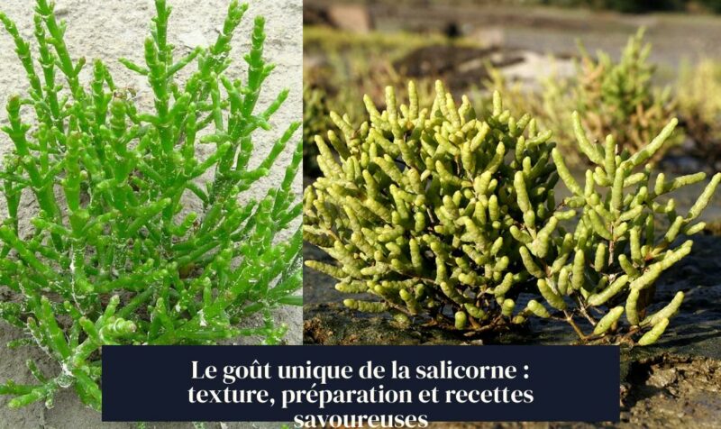 Le goût unique de la salicorne : texture, préparation et recettes savoureuses