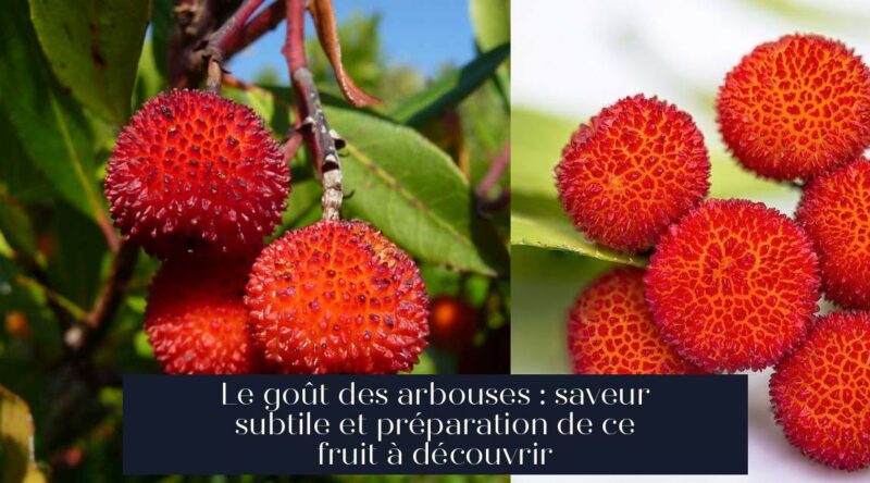 Le goût des arbouses : saveur subtile et préparation de ce fruit à découvrir