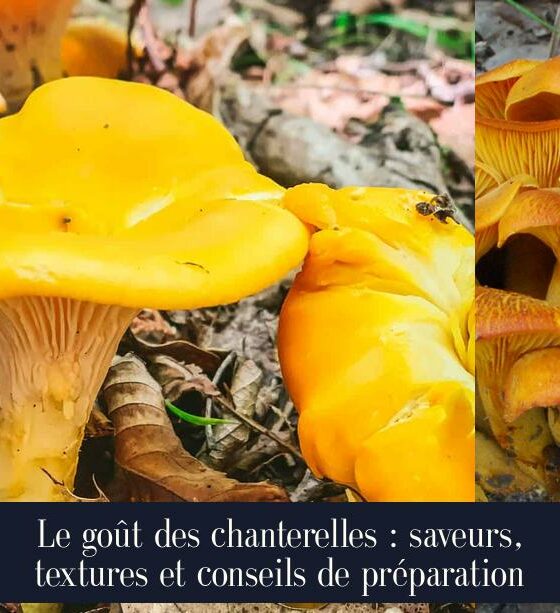 Le goût des chanterelles : saveurs, textures et conseils de préparation