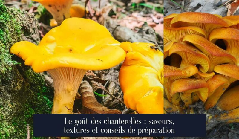 Le goût des chanterelles : saveurs, textures et conseils de préparation