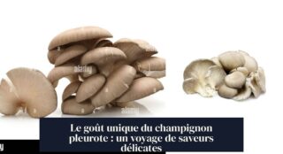 Le goût unique du champignon pleurote : un voyage de saveurs délicates