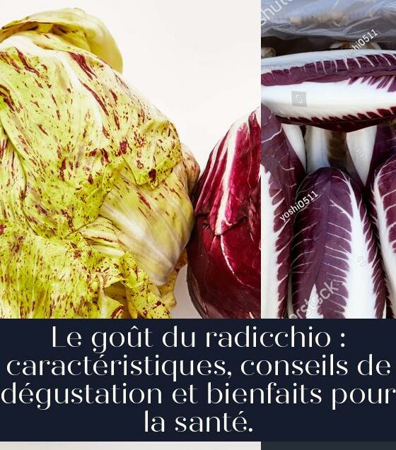 Le goût du radicchio : caractéristiques, conseils de dégustation et bienfaits pour la santé.