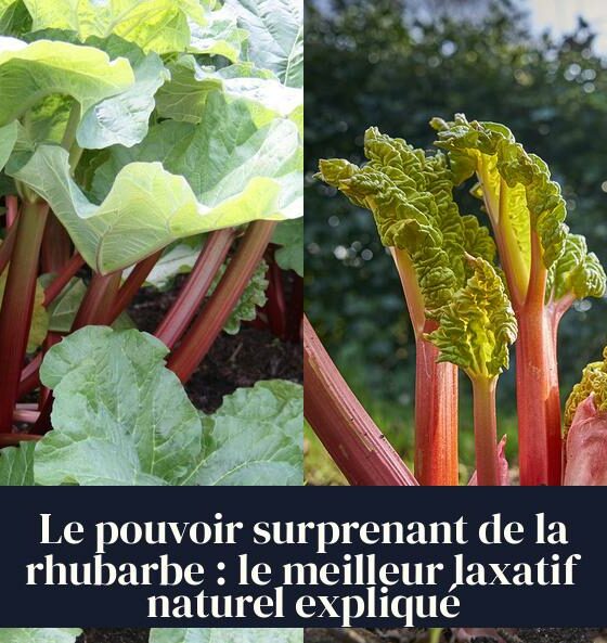 Le pouvoir surprenant de la rhubarbe : le meilleur laxatif naturel expliqué