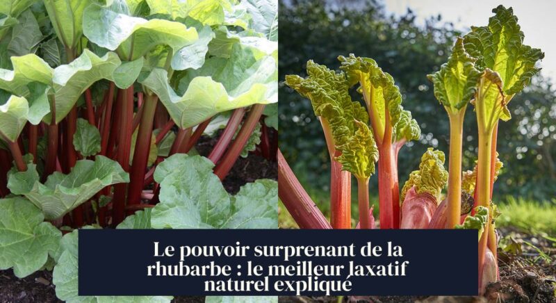 Le pouvoir surprenant de la rhubarbe : le meilleur laxatif naturel expliqué