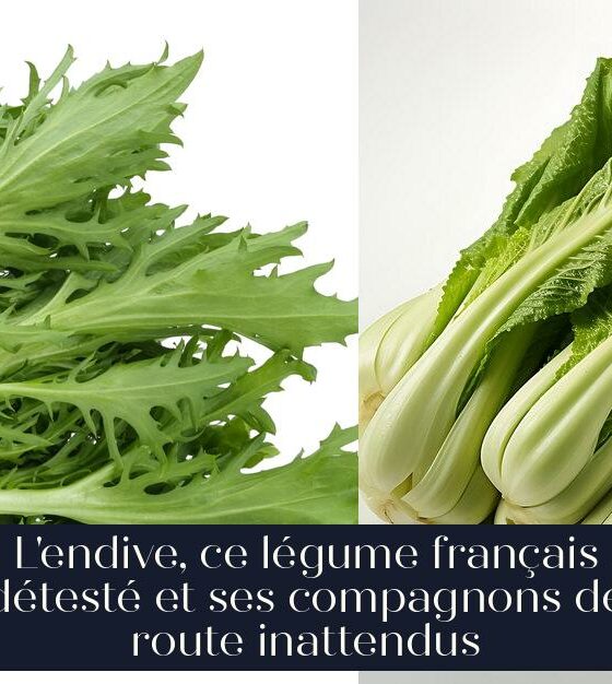 L'endive, ce légume français détesté et ses compagnons de route inattendus