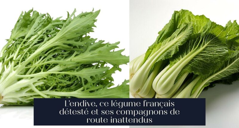 L'endive, ce légume français détesté et ses compagnons de route inattendus