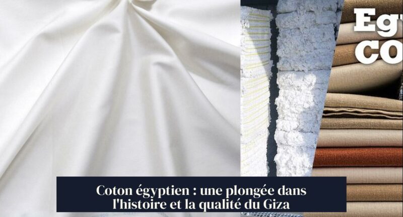 Coton égyptien : une plongée dans l'histoire et la qualité du Giza