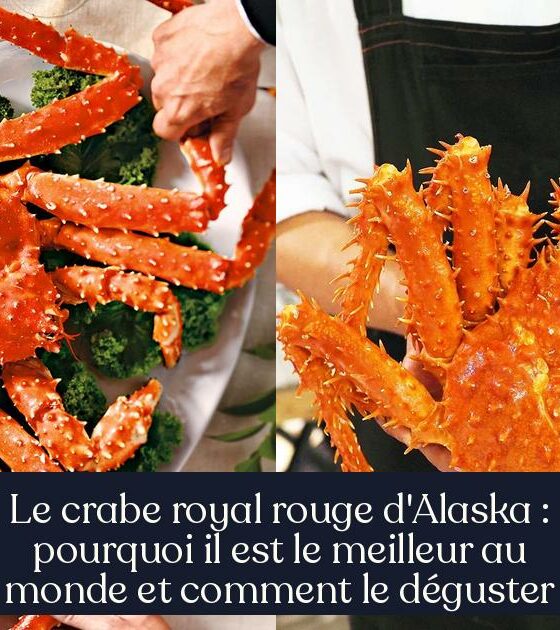 Le crabe royal rouge d'Alaska : pourquoi il est le meilleur au monde et comment le déguster