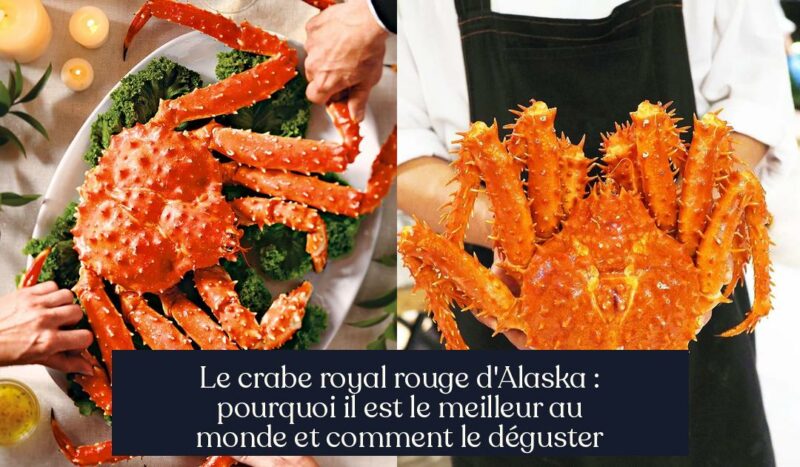 Le crabe royal rouge d'Alaska : pourquoi il est le meilleur au monde et comment le déguster