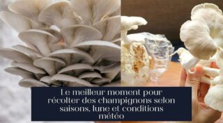 Le meilleur moment pour récolter des champignons selon saisons, lune et conditions météo