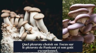 Quel pleurote choisit-on Focus sur le pleurote de Panicaut et son goût exceptionnel.