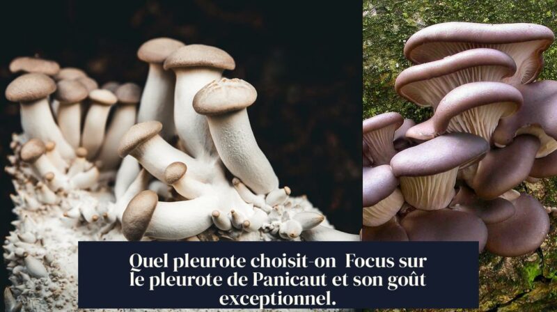 Quel pleurote choisit-on Focus sur le pleurote de Panicaut et son goût exceptionnel.