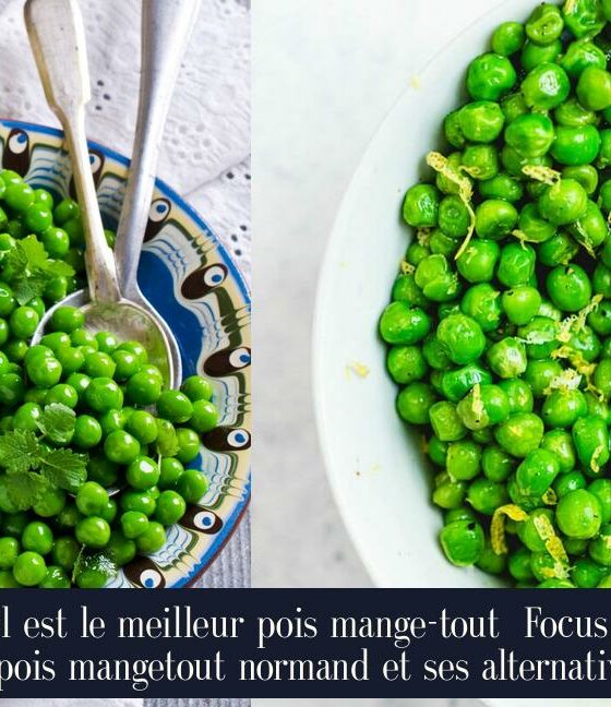 Quel est le meilleur pois mange-tout Focus sur le pois mangetout normand et ses alternatives
