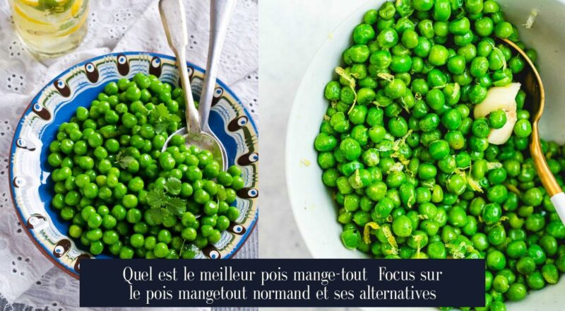Quel est le meilleur pois mange-tout Focus sur le pois mangetout normand et ses alternatives