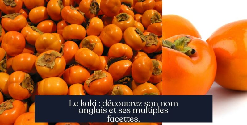Le kaki : découvrez son nom anglais et ses multiples facettes.