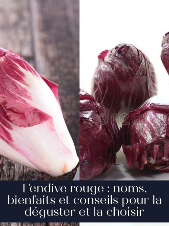 L'endive rouge : noms, bienfaits et conseils pour la déguster et la choisir